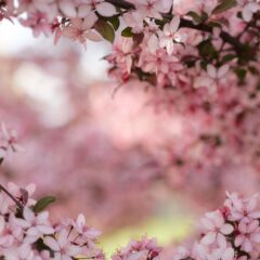 サクラチェッカーと商品レビューの表裏！？